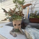 마르아줄 이미지