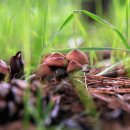 숲속의작은마을 이미지