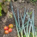 순정농장 이미지