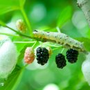 계봉농장 이미지