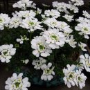 이베리스 이미지