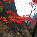용소숲속민박