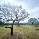 진달래목장 | 양평 수목장의 자연형 조경이 사랑받는 이유