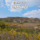 담양오방길1코스(수목길) | 담양 관방제림 메타세쿼이아 벚꽃 산책길