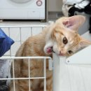 나눔리사이클 | 풀무원 보틀샐러드 공병 당근 나눔/리사이클 풀무원 처돌이의 후기