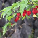 배롱나무 독채스테이 이미지