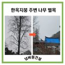 주택가 | 용인 주택가 대형 수목 전지 및 벌목 후기