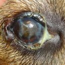 이로운 동물병원 이미지