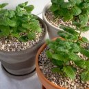 애플민트 이미지