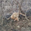 들개농장 이미지