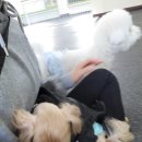 광릉내 애견 이미지