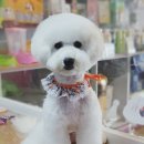 함안 애견샵 러블리펫 이미지