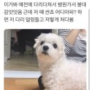 앙큼한고양이
