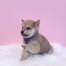 내품안의반려견광명점 이미지