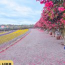 도틀왓 제주 이미지