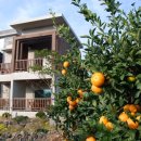 제주에코스위츠 이미지