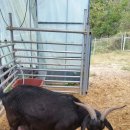 매화골농장 이미지