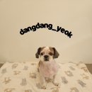 아름애견 - 성북구 동소문로 305-4 | 아름애견