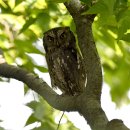 연천의 소쩍새(Scops Owl) 이미지