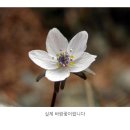 비와 외로움 ㅡ 유양일 , 바람꽃 보컬 이미지