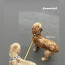 피카소 동물병원 미용 이미지