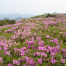 천성산가는길 이미지