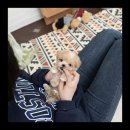 유앤미펫 강아지분양 고양이분양 위례점 이미지