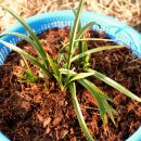 대주농장 이미지