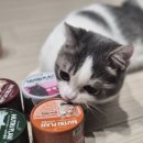 동원섬유 | 고양이 간식 - 동원 뉴트리플랜 참치와 치즈 후기