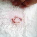 필동물병원 이미지