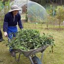 공무원연금공단 대구지부와 대경상록자원봉사단, 성주군 농촌 일손 돕기 봉사 이미지