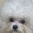 호수동물병원 | 진료없는 동탄호수동물병원 추천 강아지 눈물로 방문해서 강아지미용까지 정착한 동탄호수동물병원 후기