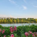 (주)인도마루 | 인천 계양아라온 포시즌가든 백합🌸(7/12)｜경인아라뱃길 산책하다 갇힐 뻔😂