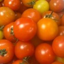 파파스팜 이미지