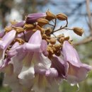 꽃못