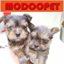 강아지분양 더펫 이미지