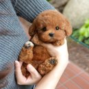 도그플러스 동물병원 이미지