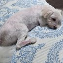 서울동물메디컬센터 이미지