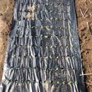 국대농장 이미지