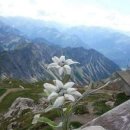 에델바이스 이미지