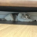 24시 해든동물의료센터 민락점 이미지