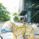 우비(WB) 이미지