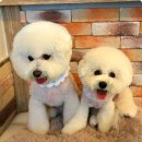 쭈니살롱 이미지