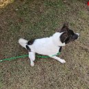 돌봐줄개 | 유기견과 함께하는 임실 여행, 안고가개 후기