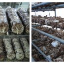 표고버섯 톱밥배지 크기와 버섯 발생량의 관계. 이미지