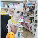 봄가을 애견미용 이미지