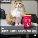 펫마트홍은