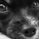 경인동물의료센터 이미지