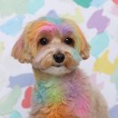 플러피 스튜디오 이미지