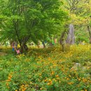 오리숲 | [충남/봄축제]2026년 4월 공주 갑사 황매화 축제 2026 총정리｜주차·프로그램·맛집·사진포인트까지